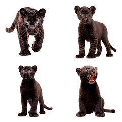 set of panther cub