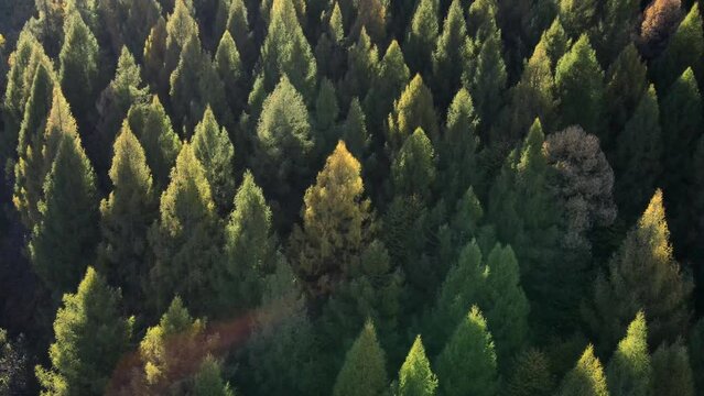 Aerial drone view of amazing autumn forest in sunset or sunrise light. Relaxing silent concept. Hope dreams. Colorful deciduous and evergreen trees. Outdoors lifestyle for healthy and fresh air
