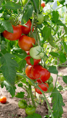 Branch of red ripe and unripe natural tomatoes