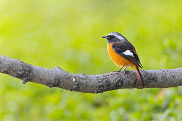 Daurian redstart (Phoenicurus auroreus) perched on a tree branch.