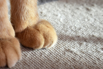 Ginger cat paw on the old rug. Pet paw close up. Cat in the sun. Copy space is on the right side....