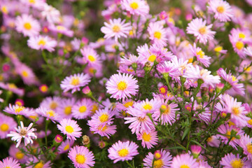 Purple pink violet autumn aster flowers in garden close up in sunlight. Floral flower background texture