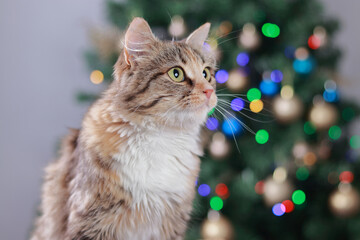 Beautiful cat close up on bokeh background. New Year card with a cat. Cat near the Christmas tree. Holiday. Xmas Greeting card. Happy New Year
