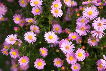 Purple pink violet autumn aster flowers in garden close up macro. Floral background texture
