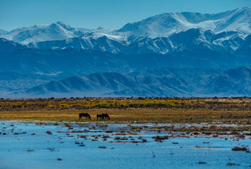 Horses grazes in a meadow with water on mountains background, Kyrgyzstan, Asia