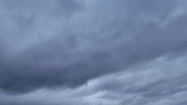 Birds flying in the gray sky
