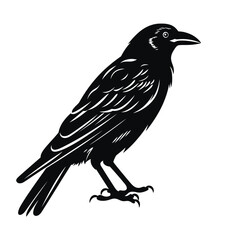 Black silhouette of a Crow  vector illustration