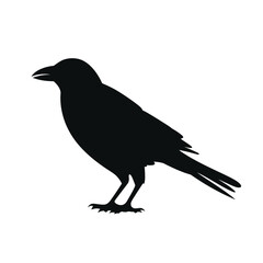 Black silhouette of a Crow  vector illustration