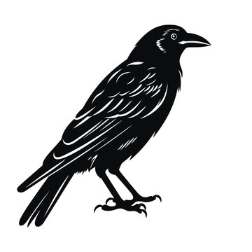 recommend clip art: Black silhouette of a Crow  vector illustration