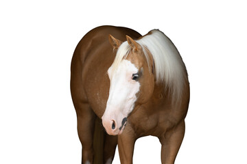 Palomino Horse - obrazy, fototapety, plakaty