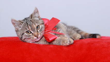 Cute Kitten with red bow. Cat rests on a red pillow. Close-up of a kitten on a light background. Valentine's Day. Greeting card. Happy birthday. Cat gift. Pets. Web banner copy space. 