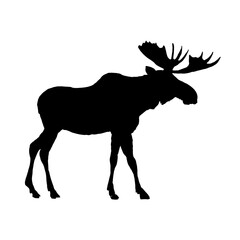 Moose silhouette - vector illustration