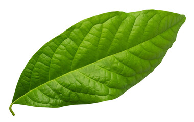 Green avocado leaf on a transparent background. Element for design. isolated object