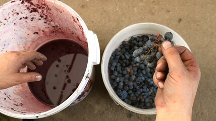 farmer's hands take a bunch of red grapes from one white bucket and pick the berries into another...