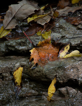 autumn leaves in creaked