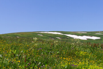 Walking through the subalpine meadows in the highlands during the flowering of plants and warm weather.