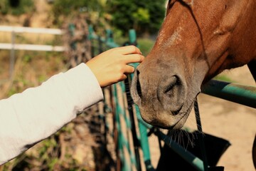 mano de persona acariciando la cara de un caballo como simbolo del amos por los animales