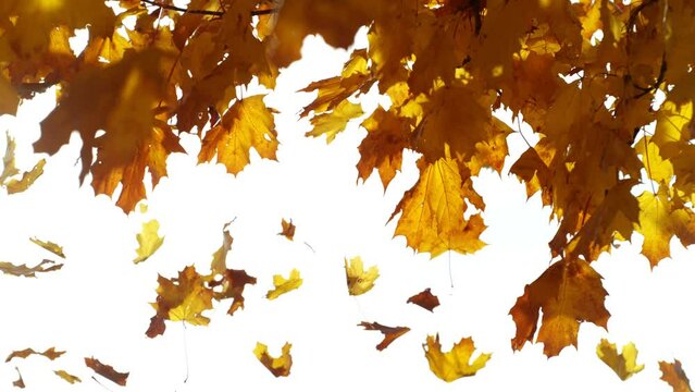 Super Slow Motion of Falling Autumn Maple Leaves Against White Background. Filmed on High Speed Cinema Camera, 1000 fps.