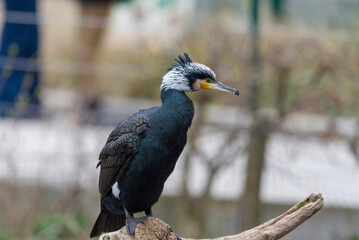 the great black cormorant