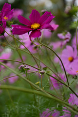 Obraz premium pink cosmos flower