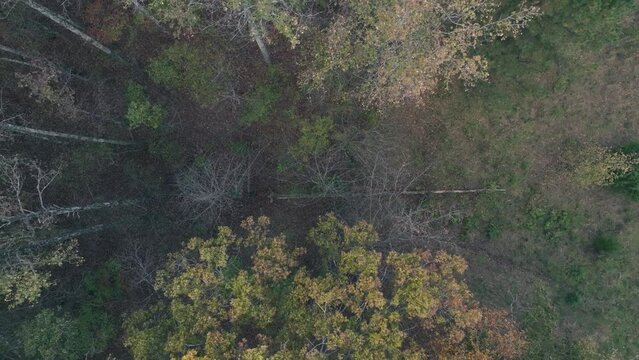 Overhead pullout shot of a fallen tree in a forest in the fall.