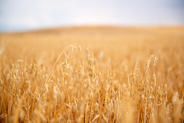 endless field of ripe wheat. View of wheat field waiting to be harvested.