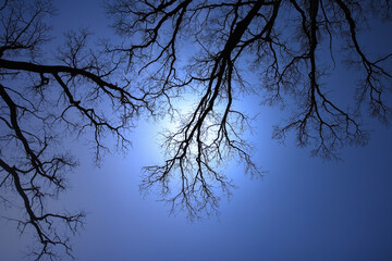 Leafless Oak tree branches silhouette. Black and blue. Natural oak tree branches silhouette on a blue background. Silhouettes of a dark gloomy forest with textured trees. Gothic background. Darkness