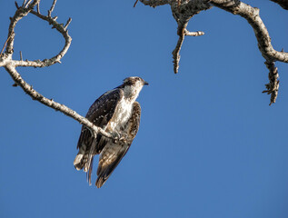 Osprey (Pandion haliaetus) perched on a tree branch in South Florida, USA