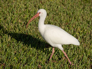 American white ibis (Eudocimus albus) near a marsh in South Florida, USA