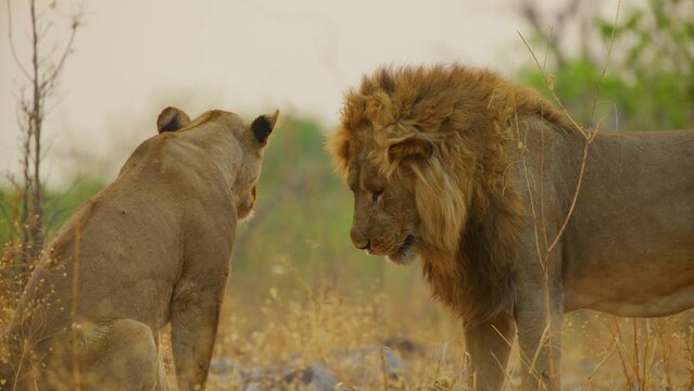 African lions (Panthera leo) making love.