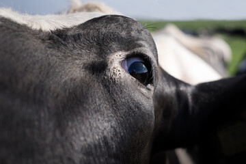 Funny front view of the upper part of the head of a black-and-white cow lit sideways by the sun in a herd of other cows in a green meadow. Focus on the cow's eye, narrow depth of field. 