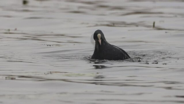 A common coot bathes in the lake and waves its wings toward the camera lens.