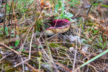 Shrimp russula mushroom in a coniferous autumn forest. Close-up of a mushroom purpure cap. Russula xerampelina.