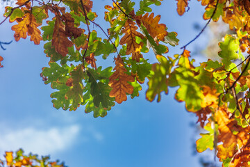 Branch with yellow and green oak leaves against the background of the autumn blue sky on a sunny day.