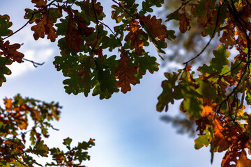 Branches with oak leaves are silhouetted against the background of the autumn blue sky on a sunny day.