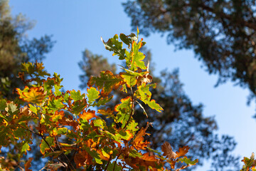 Branch with yellow and green oak leaves against the background of the autumn blue sky on a sunny day.