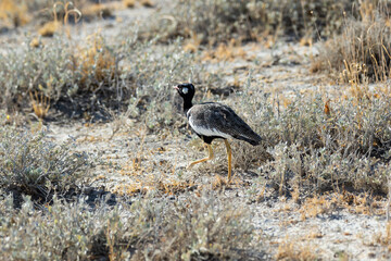 Lone northern black korhaan walking on ground in Etosha National Park, Namibia