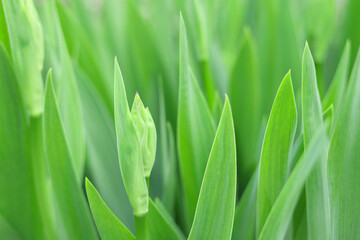 Iris bud in the garden. Flowers are blooming in spring and summer. Iris bud on a background of green leaves. Blurred natural green background. Iris stems. Amaryllis meadow. Flower garden. Springtime. 