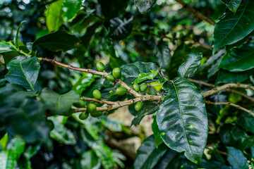 Closeup view of a creen coffee bean plantation in Costa Rica