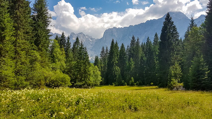 Scenic view of lush green alpine meadow and forest in Tarvisio, Friuli-Venezia Giulia, Italy,...