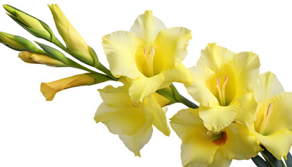 Yellow gladiolus flower stem isolated on transparent background PNG