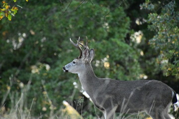Naklejka na ściany i meble deer in the woods