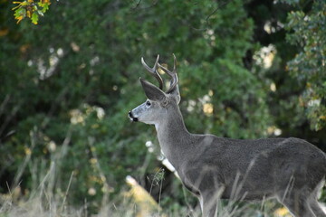 deer in the woods
