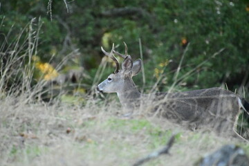 deer in the woods