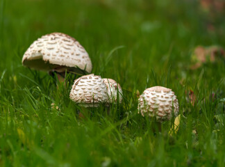 Chlorophyllum rhacodes, a grey-brown mushroom covered with fibrous, whorled, brown, darker and clearly protruding scales, growing in grass, in a natural environment, close up on a blurred background