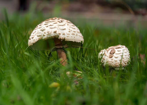 Chlorophyllum rhacodes, a grey-brown mushroom covered with fibrous, whorled, brown, darker and clearly protruding scales, growing in grass, in a natural environment, close up on a blurred background