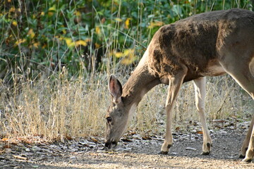 deer in the woods