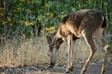 deer in the woods