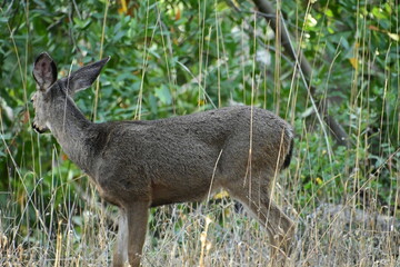 deer in the woods