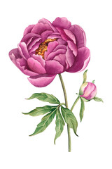 Watercolor peony flower. Illustration isolated on white background © Эльнара